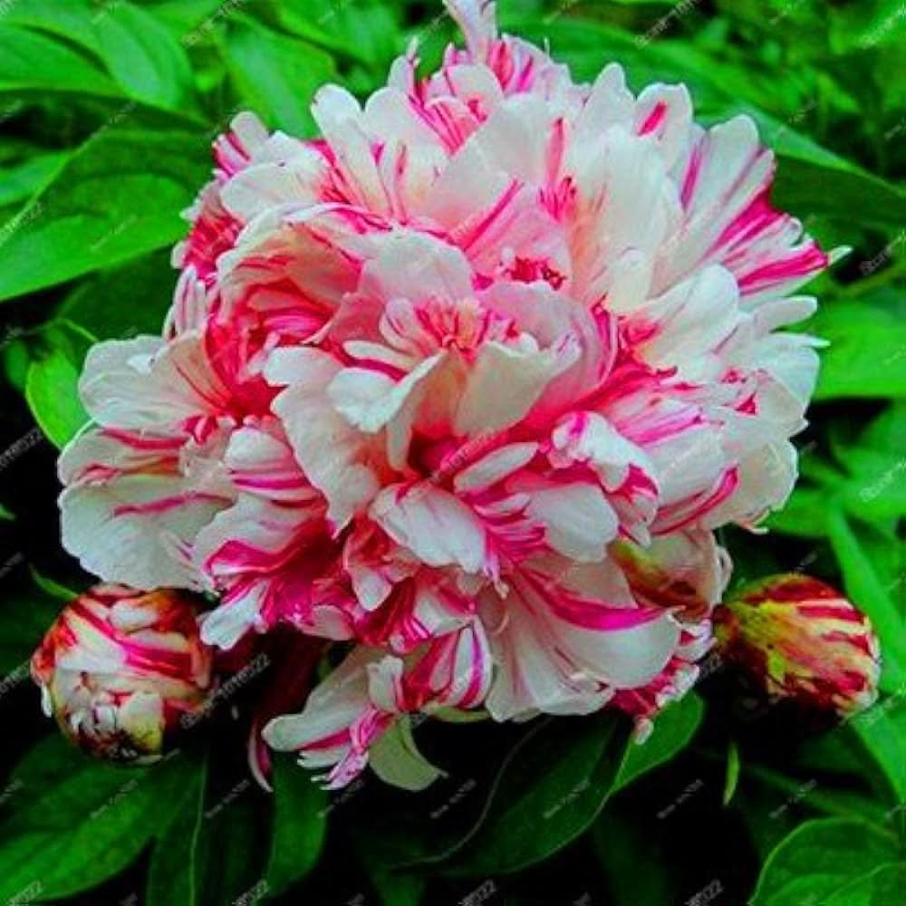 peony paeonia flower seeds