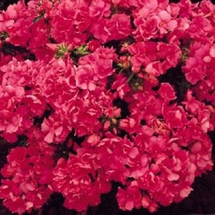 phlox drummond flower seeds