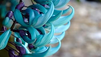 Flower Seeds, Seeds for Planting, Plant Seeds