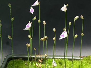 utricularia arenaria flower seeds