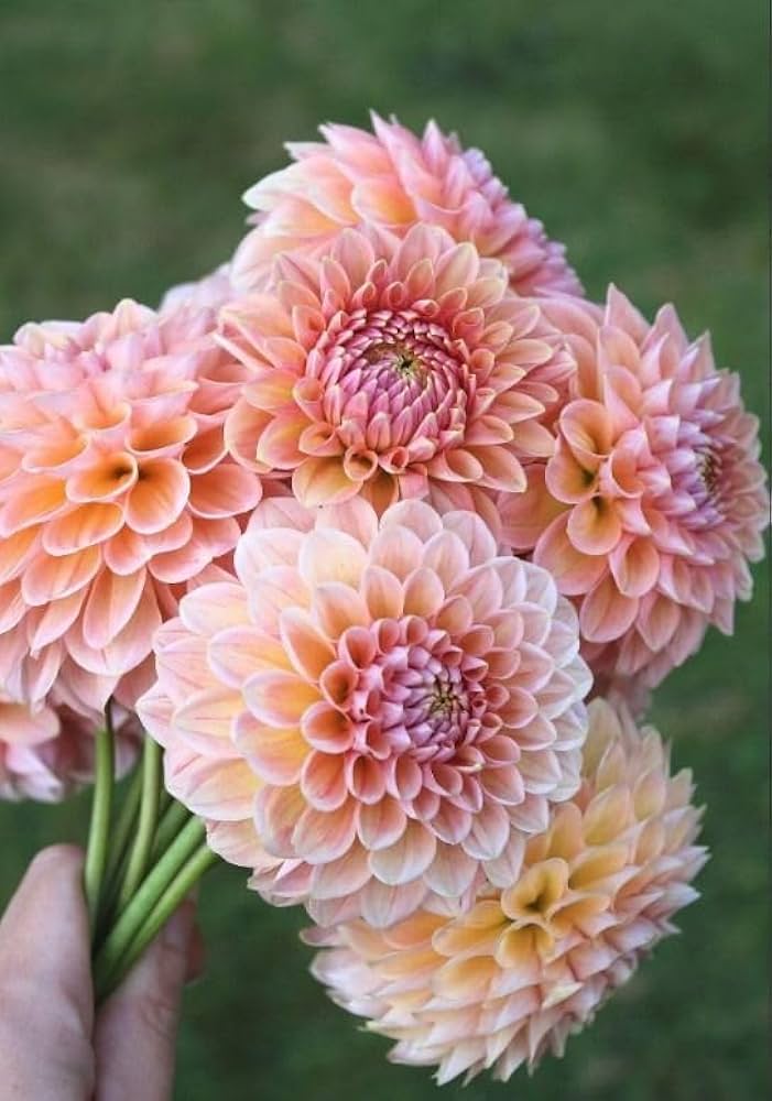 Baby Pink Dahlia Blomsterfrø til udplantning - 100 stk