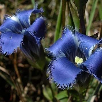 blue heirloom flower seeds