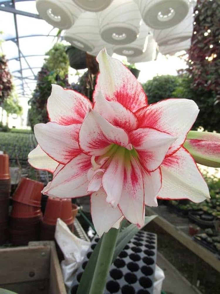 lily lilium flower seeds
