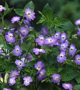 Flower Seeds, Seeds for Planting, Plant Seeds