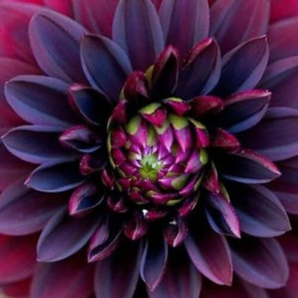 purple dahlia seeds Dahlia Flower Seeds – Heirloom Non-GMO Garden Blooms – Neeraseeds