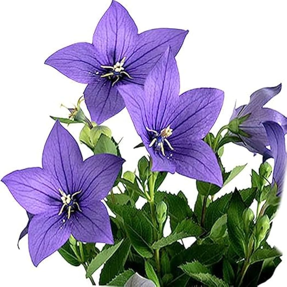 balloon flower flower seeds