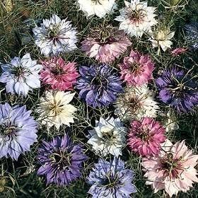 nigella love flower seeds