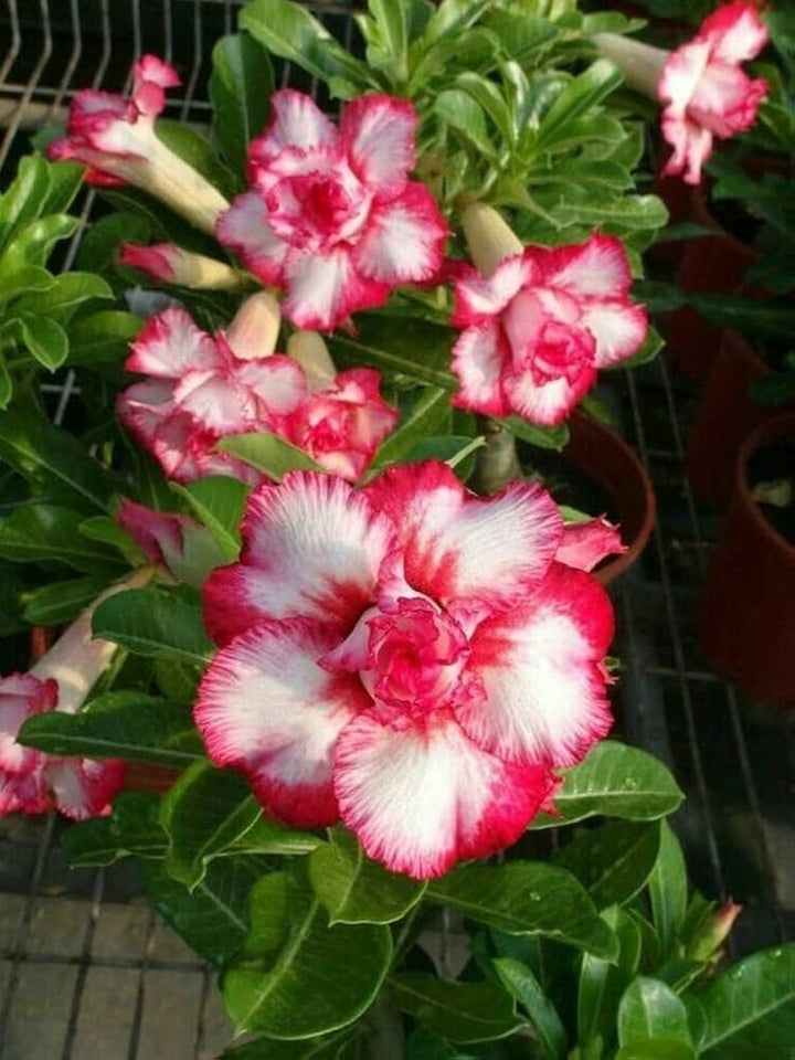 Pink White Adenium Obesum Blomsterfrø til udplantning - 100 stk