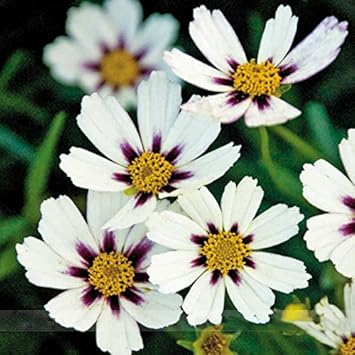 White Coreopsis Flower Seeds