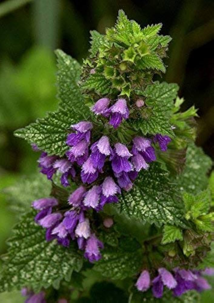 Purple Horehound Flower Seeds for Planting - 100 pcs