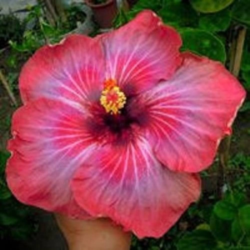 red orange flower seeds