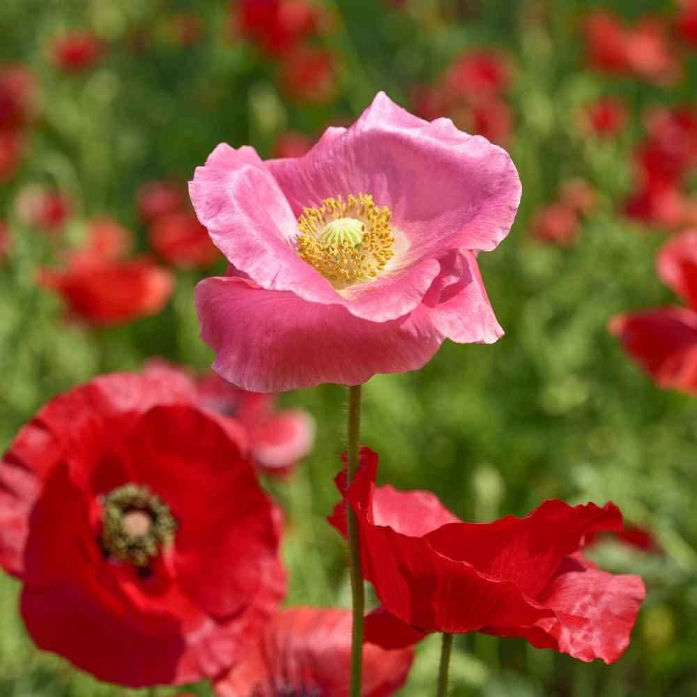 shirley single flower seeds