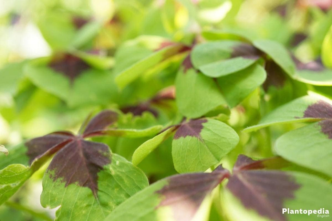 Flower Seeds, Seeds for Planting, Plant Seeds