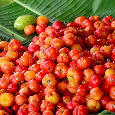 Heirloom Barbados Cherry Fruit Seeds Planting – Ideal for Gardeners, GMO Free Seeds