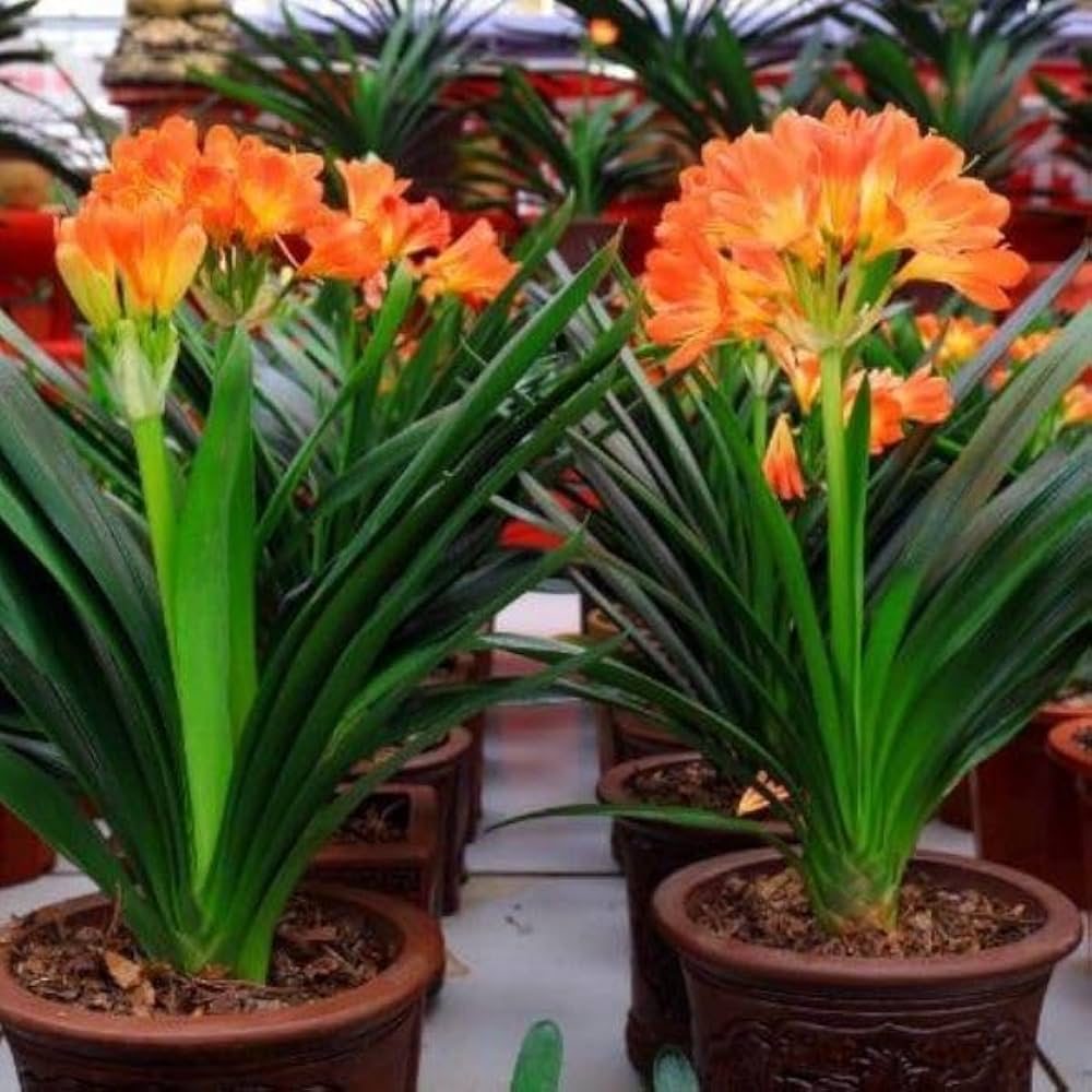 clivia flower flower seeds