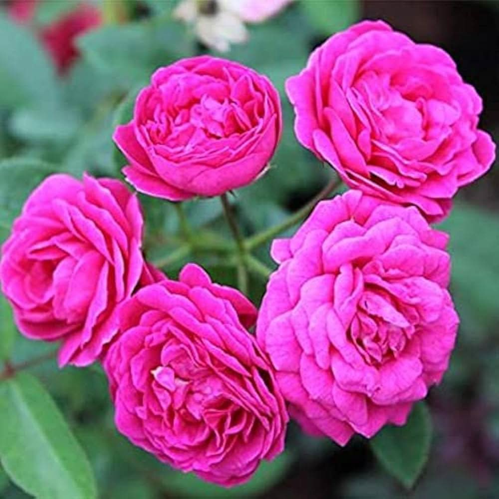 rose rosa flower seeds