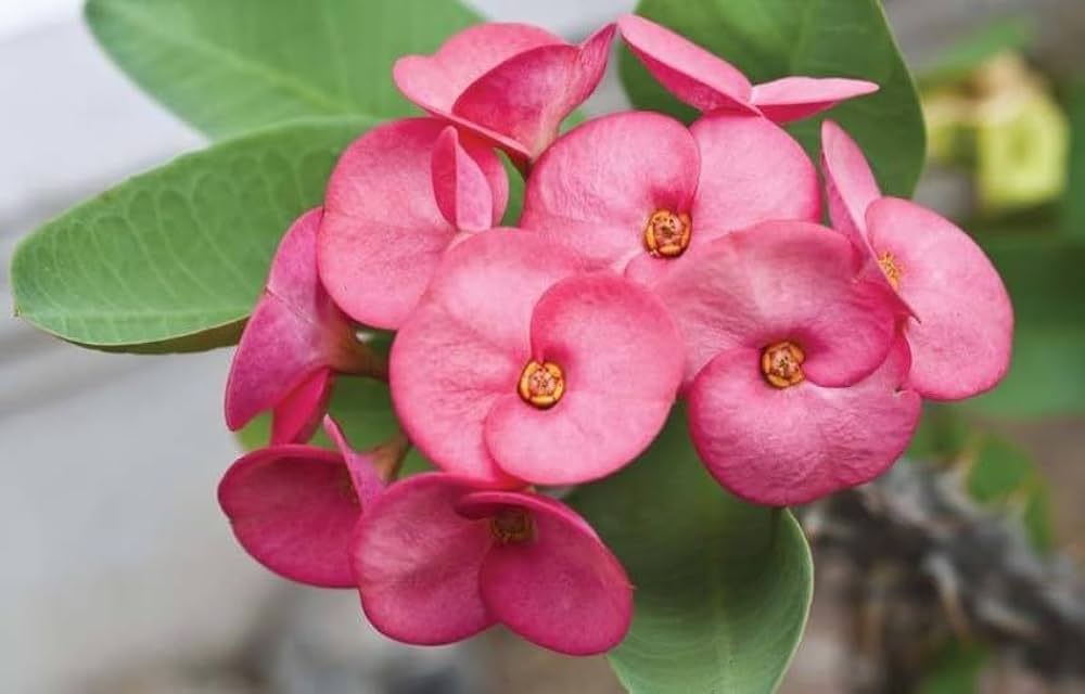 Light Pink Euphorbia Milii Flower Seeds for Planting - 100 pcs