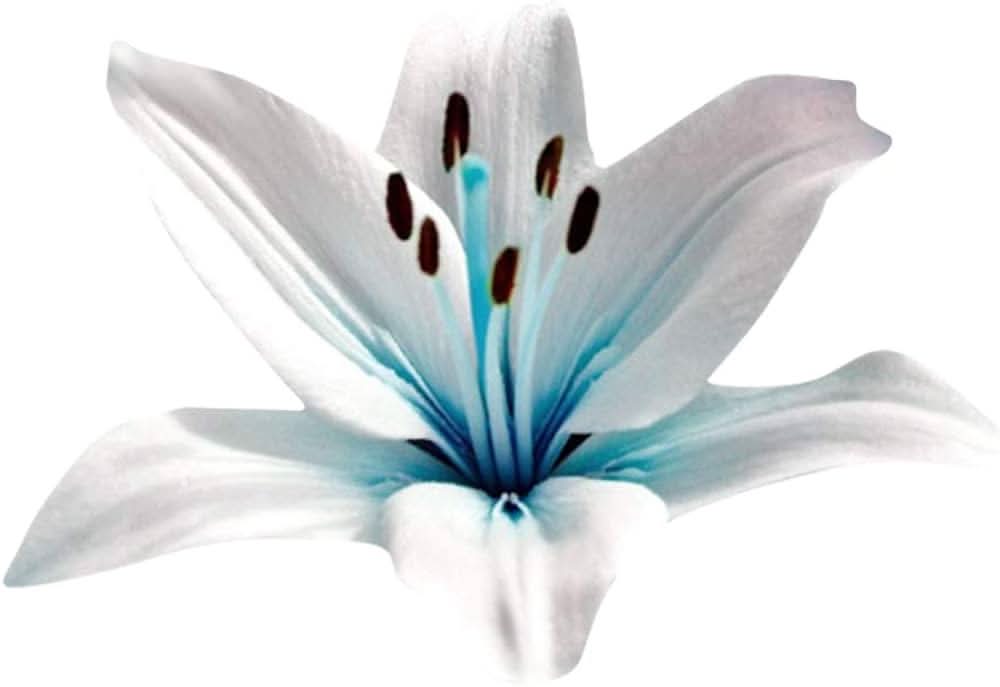 blue lily flower seeds