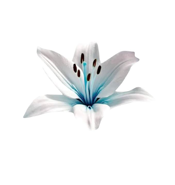 blue heart flower seeds