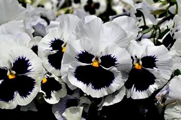 Flower Seeds, Seeds for Planting, Plant Seeds