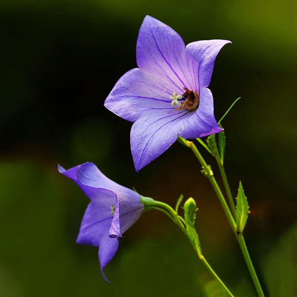 violet balloon flower seeds