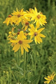 verbesina occidentalis flower seeds