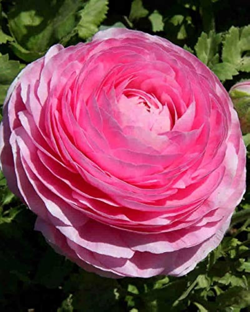 buttercup ranunculus flower seeds