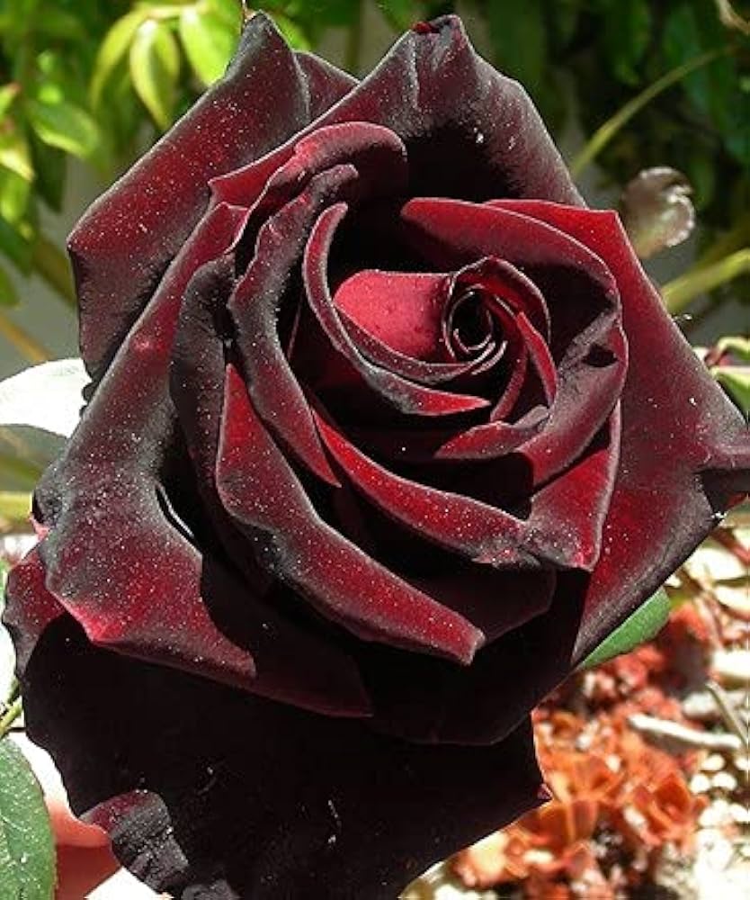 black rose flower seeds