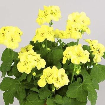 yellow pelargonium flower seeds