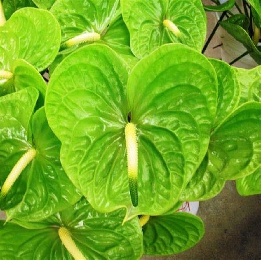 Fresh Anthurium Flower Seeds for Planting, Green 100 pcs