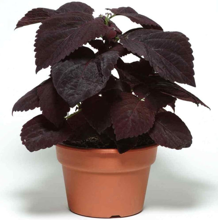 Flower Seeds, Seeds for Planting, Plant Seeds