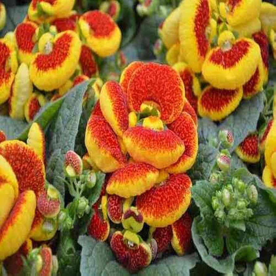 Orange Calceolaria Flerårige blomsterfrø til udplantning 100 stk