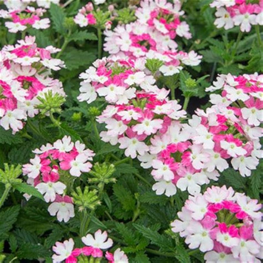 Verbena Blomsterfrø til Plantning Lyserød Hvid 100 stk