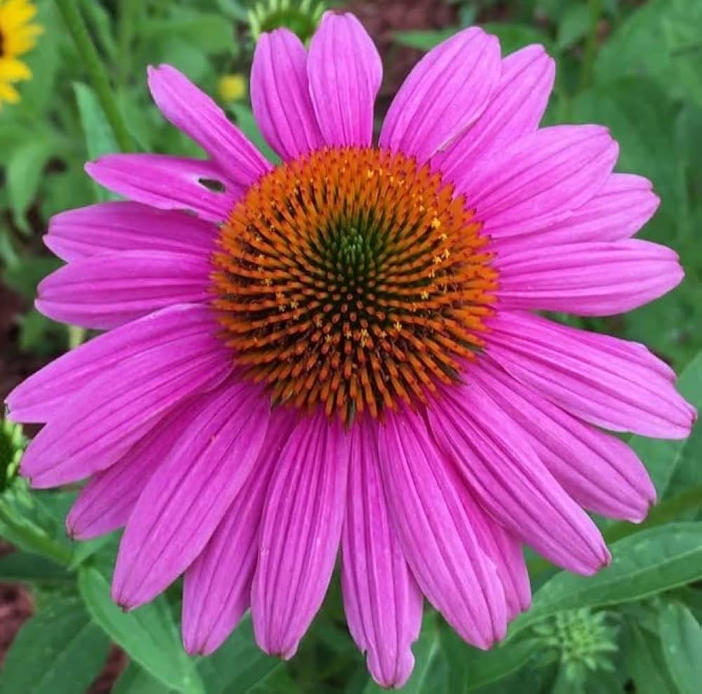 indian coneflower flower seeds