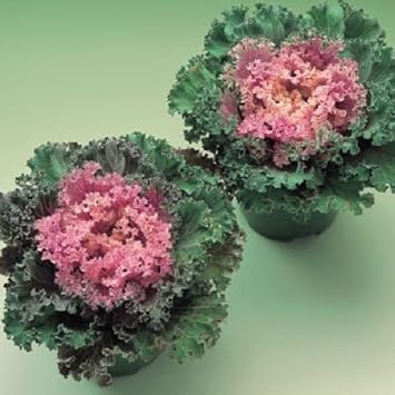 Pink Kale Vegetable Seeds for Planting