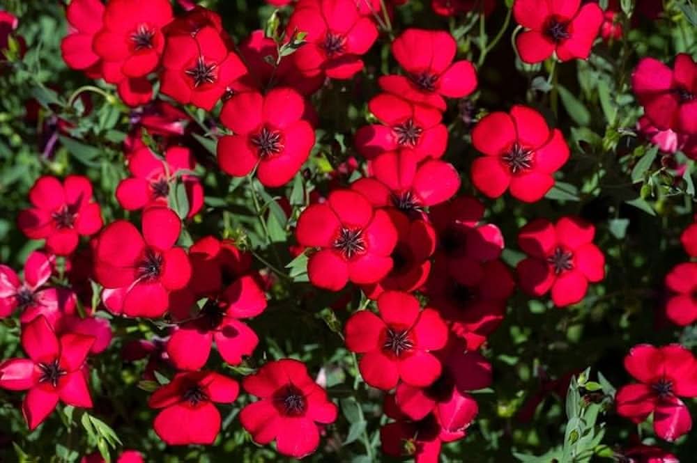 red flax flower seeds