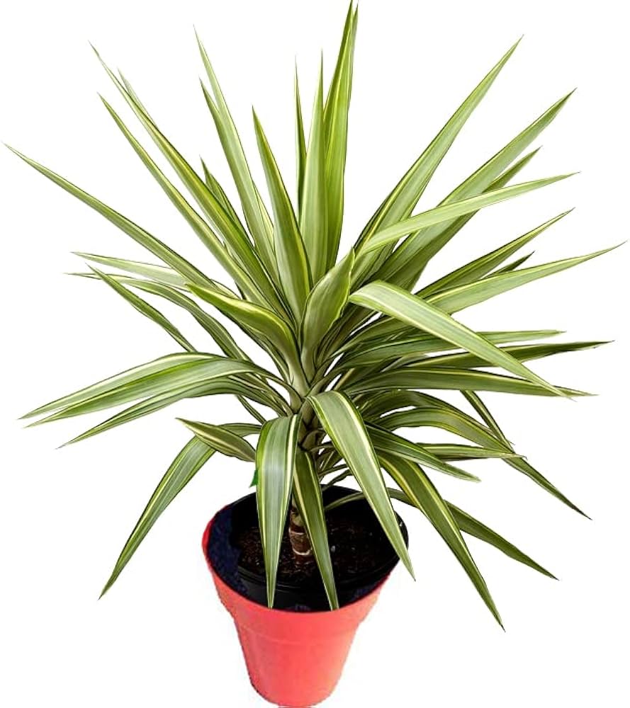 Yucca Elata plantefrøsæt til hårdføre, dekorative planter 100 stk