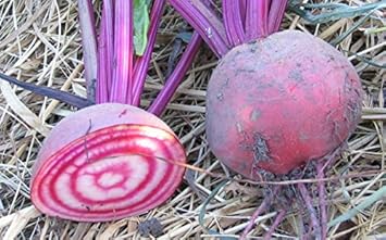 Purple Beet Seeds for Planting