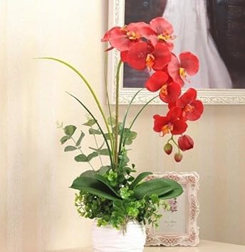 Flower Seeds, Seeds for Planting, Plant Seeds