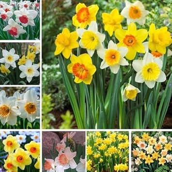 Flower Seeds, Seeds for Planting, Plant Seeds