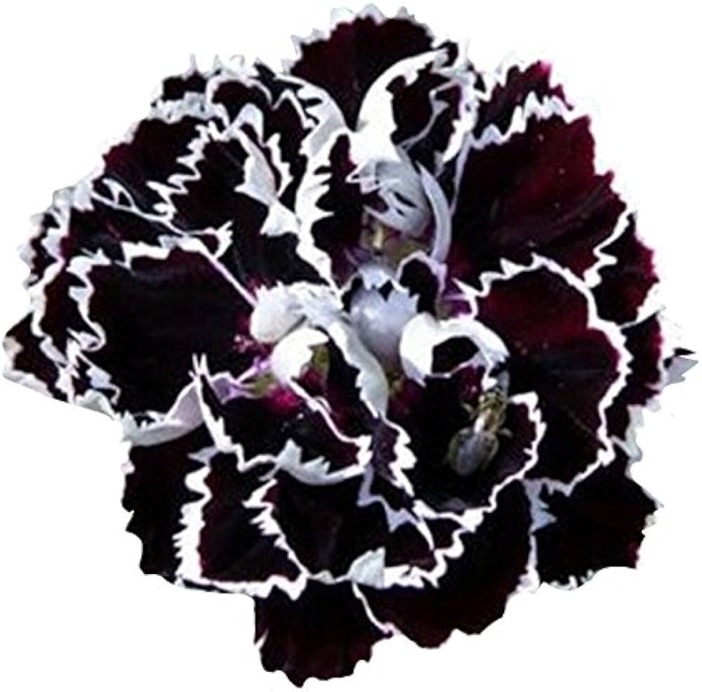 Carnations Black Flower Seeds for Planting - 100 pcs