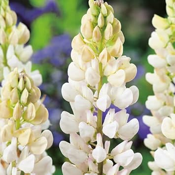Heirloom Non-GMO White Lupine Flower Seeds for Garden Planting | High Germination Organic Garden Seeds