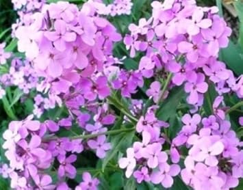 Flower Seeds, Seeds for Planting, Plant Seeds