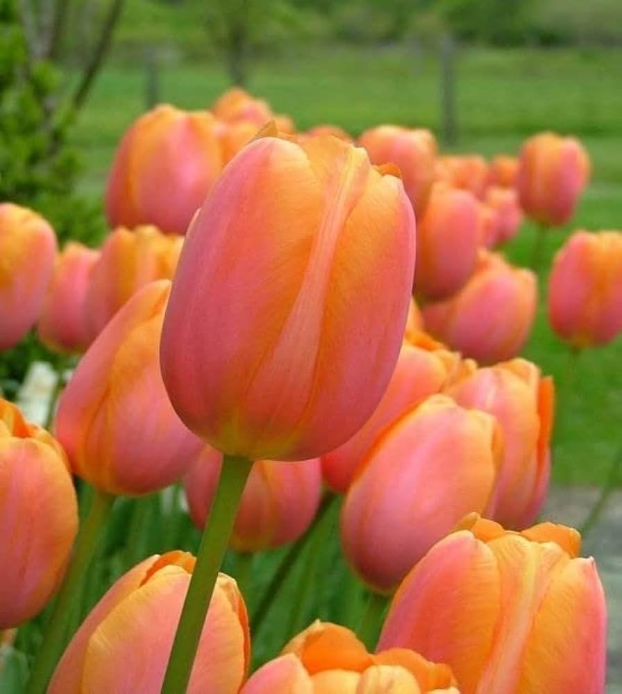 tulip flower seeds online Orange Tulip Non-GMO Heirloom Seeds – Neeraseeds