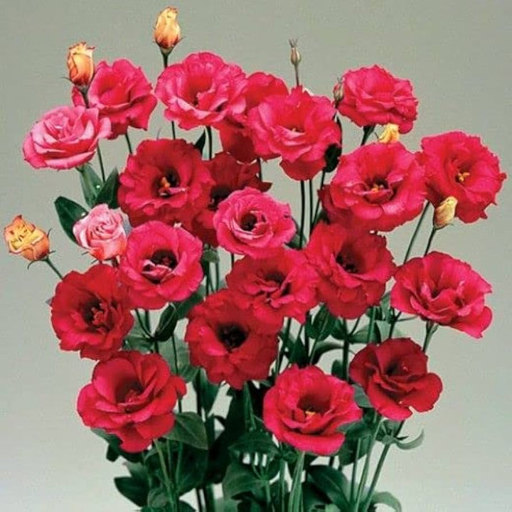 White & Red Eustoma (Lisianthus) Flower Seeds for Planting - Heirloom, NON-GMO Garden Seeds