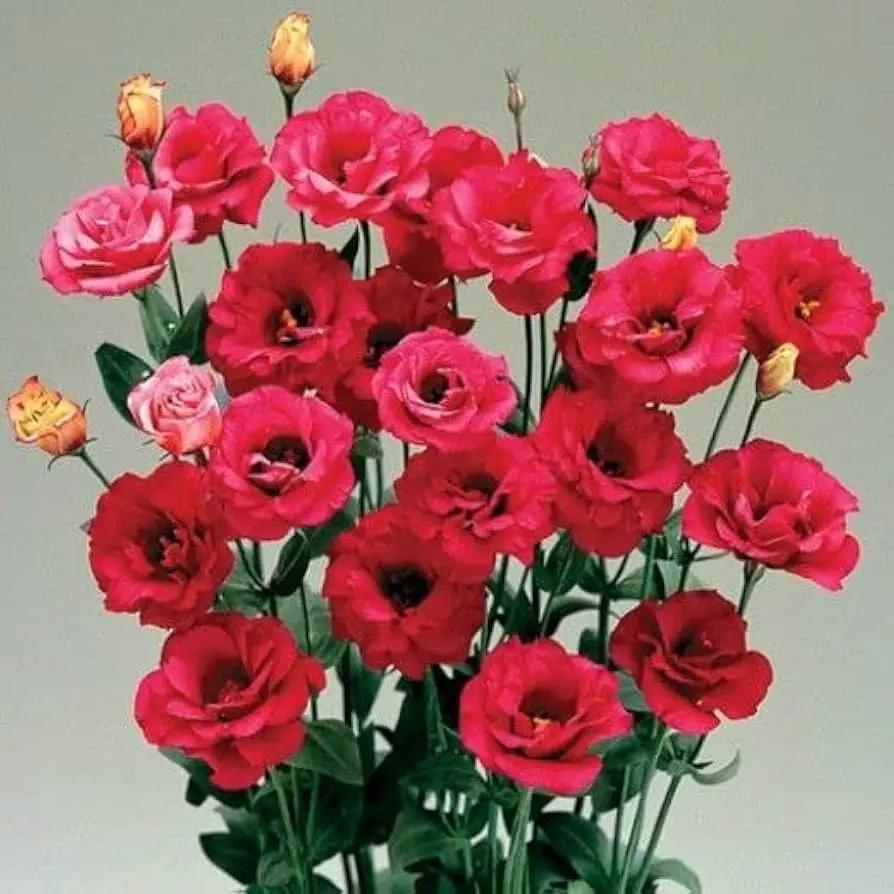 white red flower seeds