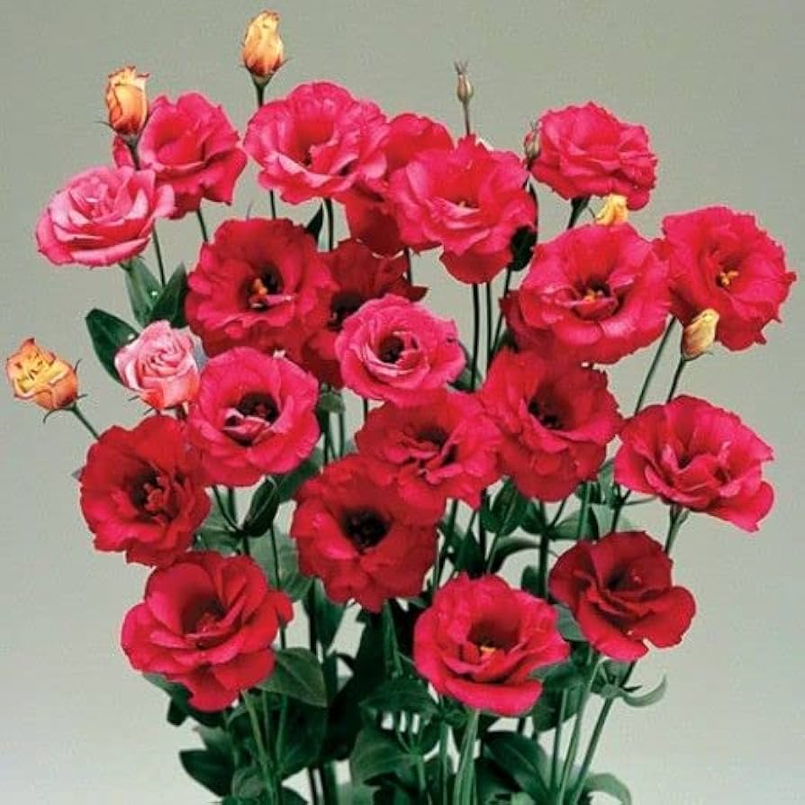 red lisianthus flower seeds