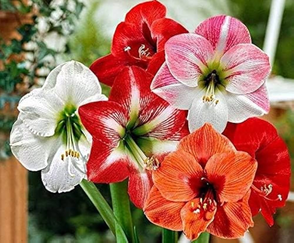 Hippeastrum Flower Seeds for Planting, Green Red, 100 pcs