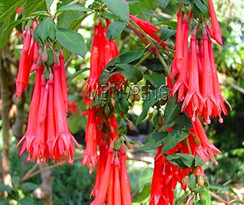 Orange Mix Fuchsia Flower Seeds for Planting - 100 pcs