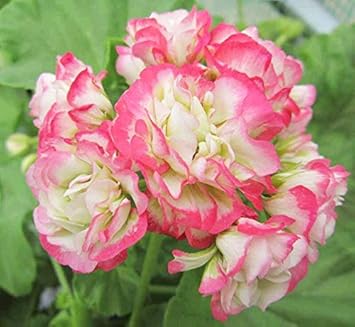Geranium Apple Blossom Pink Flower Seeds for Planting